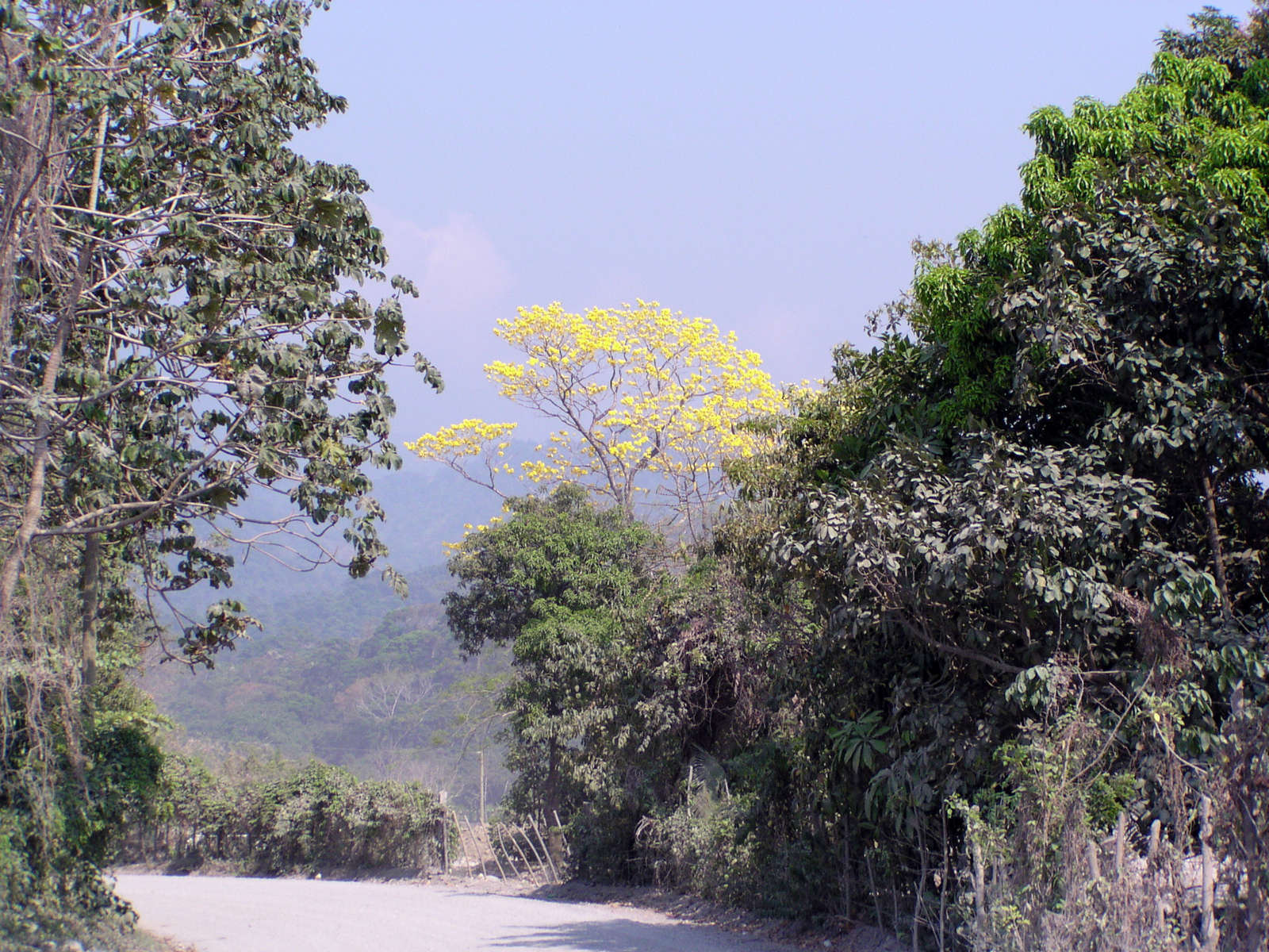 135 San Juan Tree Blooming Along Dusty Road Chris & Sharon Honduras