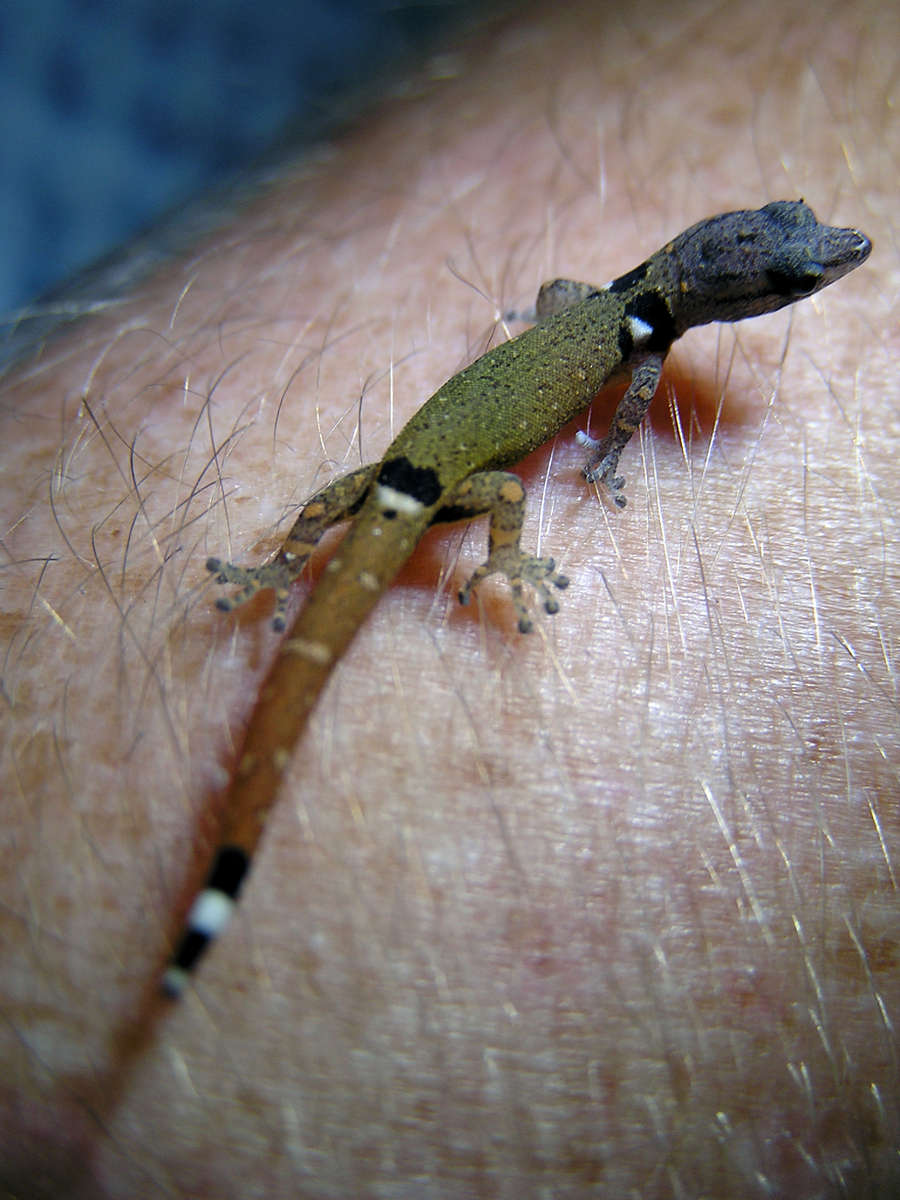 162 Baby Gecko – Chris & Sharon – Honduras Missions